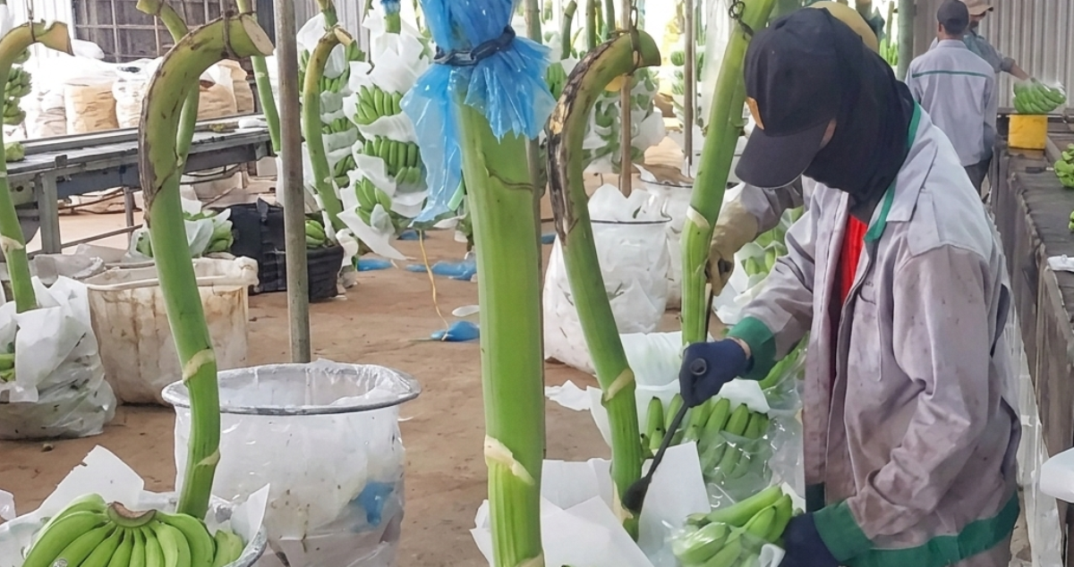 ກຳມະກອນຕັດແຕ່ງແລະແຍກປະເພດກ້ວຍ
