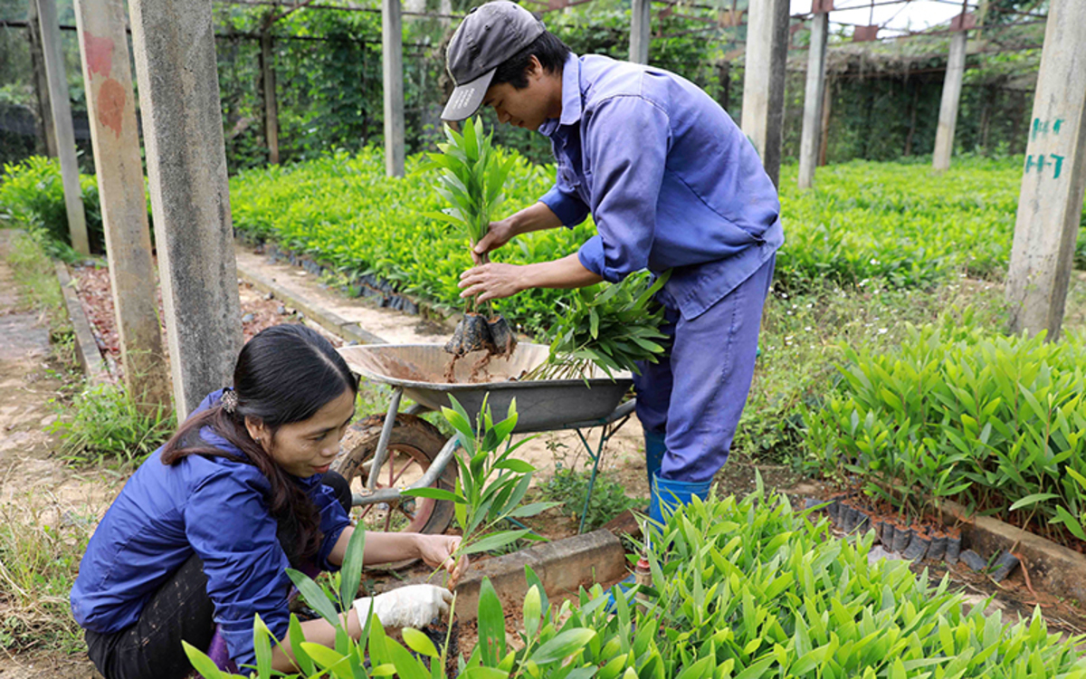 ຄົນງານປູກແລະດູແລຕົ້ນໄມ້ປ່າ